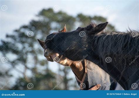 Two Horses Greeting and Biting Each Other Stock Photo - Image of horse ...