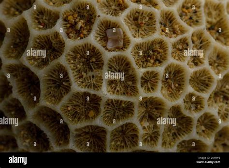 Image result for One Shell