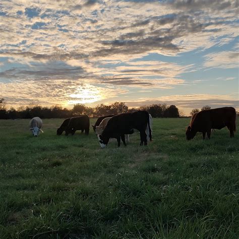 Jane Drake (@sheltercreekcattleco) • Instagram photos and videos