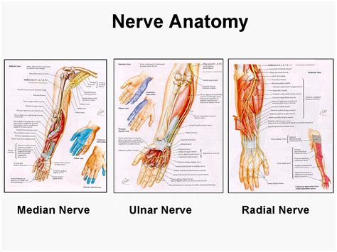Dentistry and Medicine: Blood Supply, Venous drainage, surface anatomy and Nerve supply to upper ...