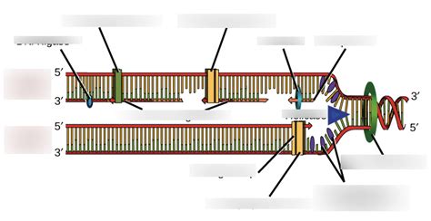 DNA Replication Structure 的图像结果