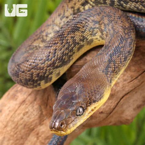 Macklot Python 的图像结果