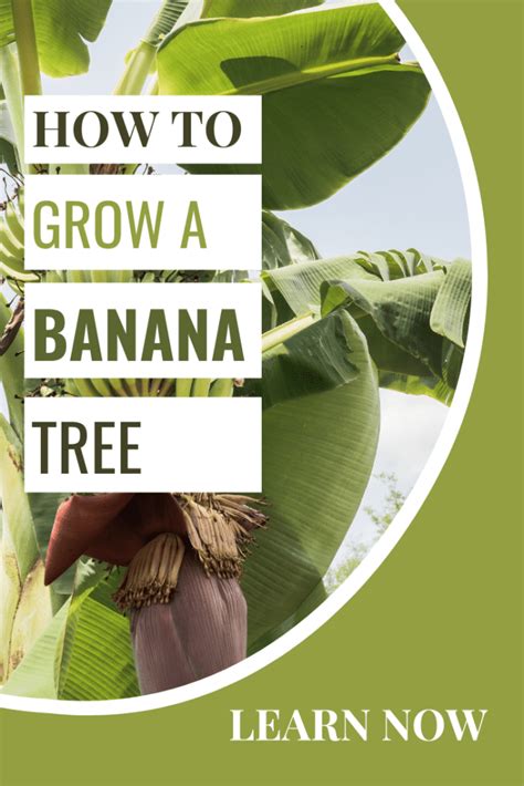 How to Start Banana Tree 的图像结果