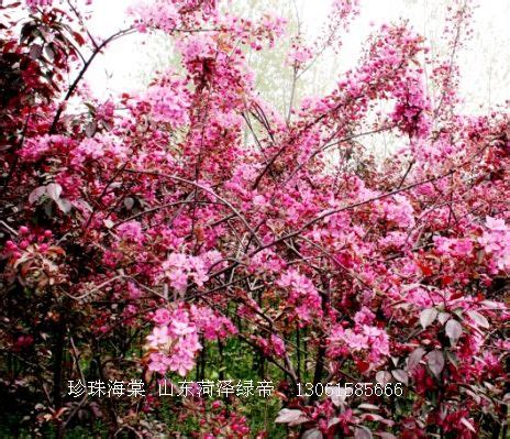 红宝石海棠树,红宝石海棠树图片,木瓜海棠树_大山谷图库