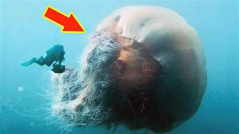 世界上最大的水母，比一层楼还高，堪称水母中的巨无霸,自然,动物,好看视频
