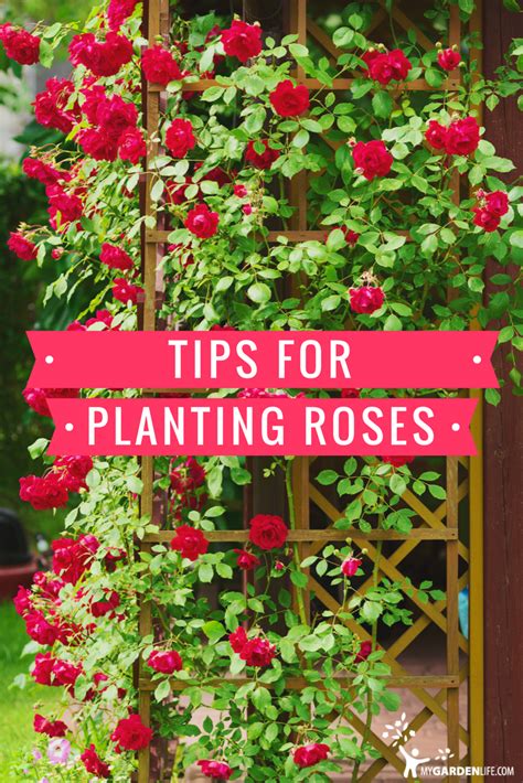 Planting Roses Tips 的图像结果