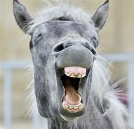 Image result for 狂笑 a horse laugh