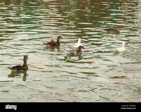 Four young ducks hi-res stock photography and images - Alamy