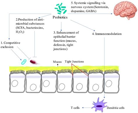 Probiotics Mechanism Of Action In Oral Cavity