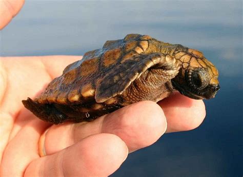 Loggerhead Turtle 的图像结果