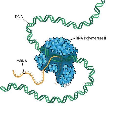 Simple Rna Polymerase Structure