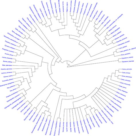 Image result for Phylogenetic Tree Examples