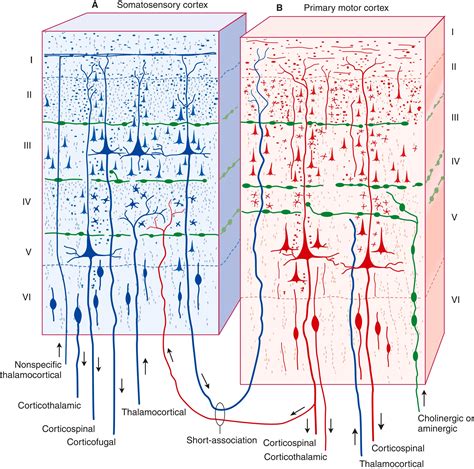 Cerebral Cortex - Clinical Tree
