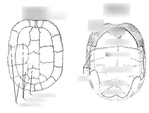 Image result for Turtle Shell Diagram