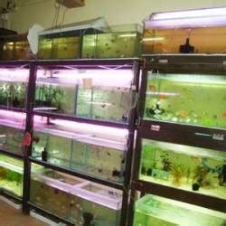 Aquarium Fish Wholesalers in Pune - Wholesale Aquarium Tanks near me ...