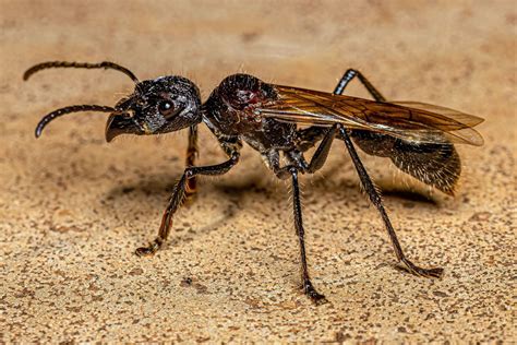 Bullet ant | Description, Sting, Natural History, Range, & Facts ...
