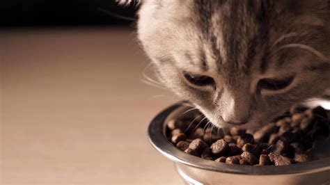 流浪猫能吃的20种食物 - 誉云网络