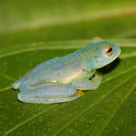Glass Frogs. Characteristics and Curiosities - Soul the Animal