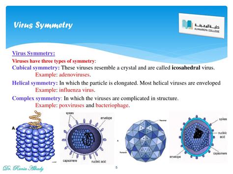 What type of symmetry is displayed by filamentous viruses?type=images