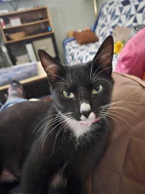 Rezultat imagine pentru Consumercellular.com Android Now