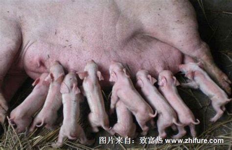 母猪的繁育问题怎么解决？_致富热