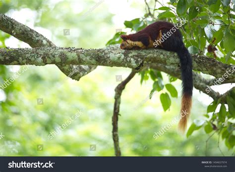 Indian Giant Squirrel Malabar Giant Squirrel Stock Photo 1494657974 ...