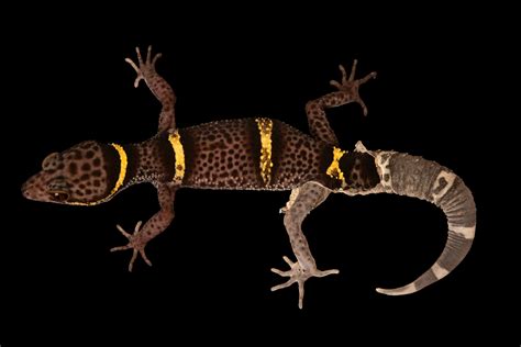 Chinese Cave Gecko (Goniurosaurus hainanensis) - Joel Sartore