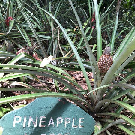 Ranweli Spice Garden (Matale) - What to Know Before You Go (with Photos ...