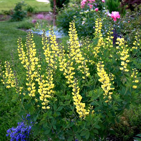 Baptisia Lemon Meringue False Indigo for Sale | Rare Roots