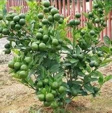 THE GREEN VIEW GARDENS Thai BARI 1 Malta Mosambi Sweet Lemon grafted ...