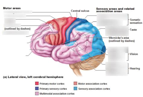 Image result for Brain Exploding Vector