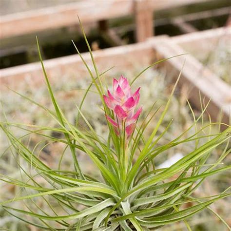 Flowering Air Plants 的图像结果