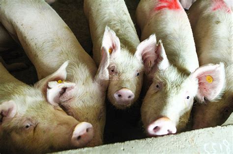 猪场中育肥猪的营养需要及饲养管理措施 - 猪好多网