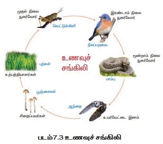 சூழ்நிலை மண்டலத்தின் முக்கியக் கூறுகள் | Ecosystem and Major components ...