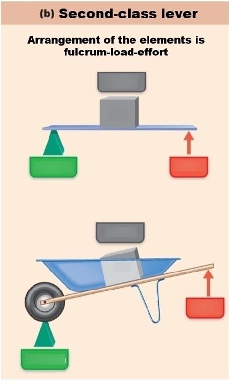 10.4 B Second class lever Diagram | Quizlet