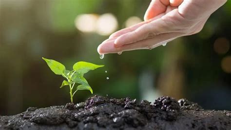 Natural Farming: हिमाचल प्रदेश के किसान कैसे बढ़ रहे टिकाऊ और प्राकृतिक ...