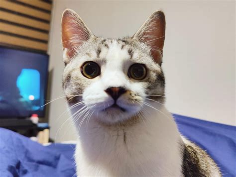 Hat Hub Script Pastebin 的图像结果