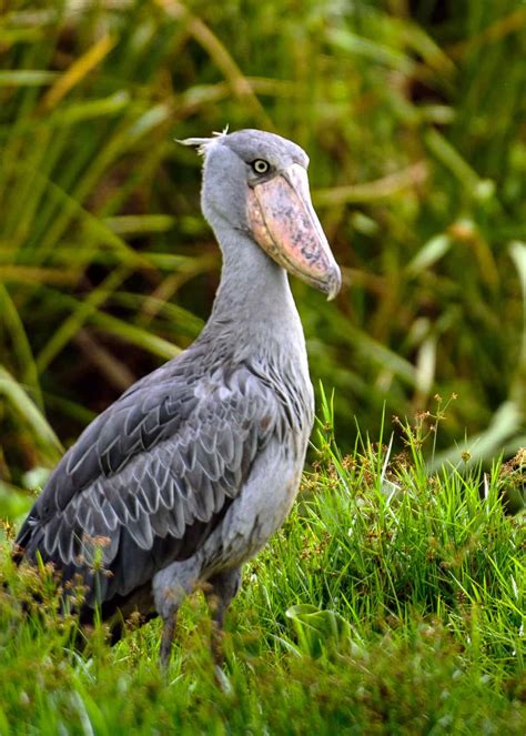 38 Shoebill Stork Facts (Yes, They're Real!) Balaeniceps rex | JustBirding