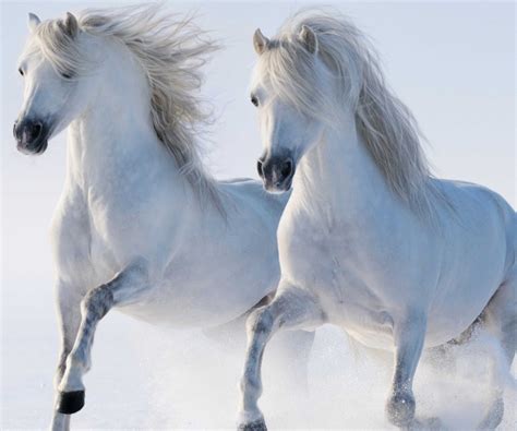 Download wallpaper horses, horse, white, section animals in resolution ...