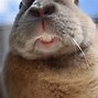 Image result for Bunny Rabbit Teeth