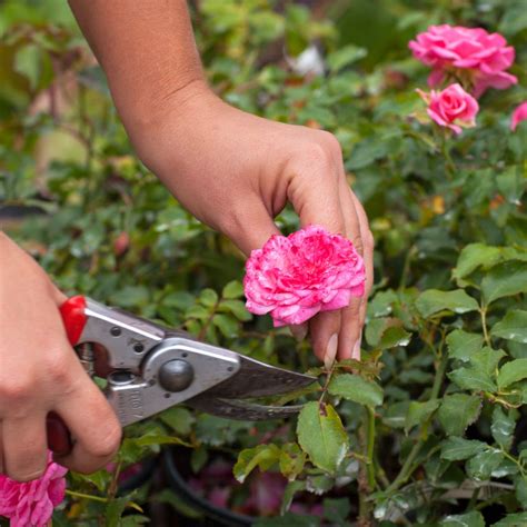How To Prune Drift Roses - 10 Steps To Stunning Rose Bushes