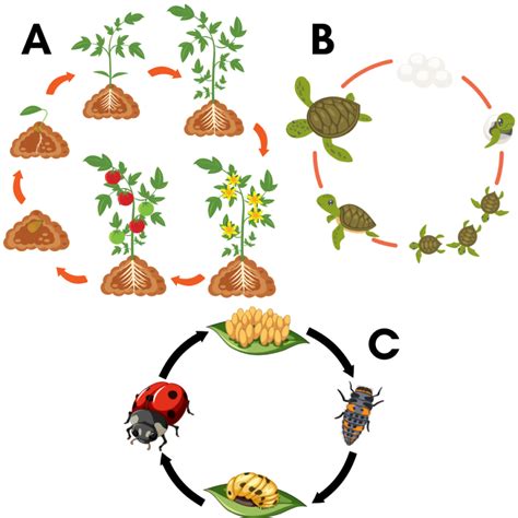 Image result for Python Biological Life Cycle
