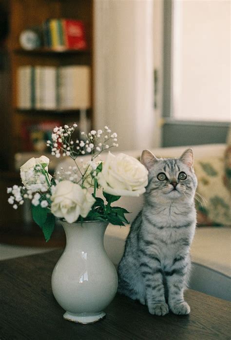 Cat With Rose Flower Photos, Download The BEST Free Cat With Rose ...