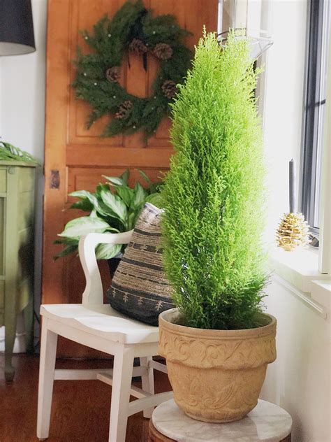 Growing guide of the lemon cypress tree – Artofit