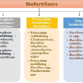 Biofertilizers 的图像结果