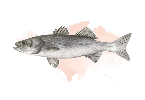 河鱸魚和海鱸魚有哪些區別 河鱸魚和海鱸魚的區別 - 每日頭條