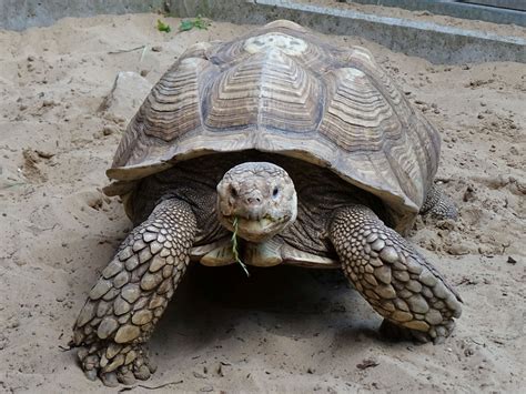 African Spurred Tortoise - Zoo