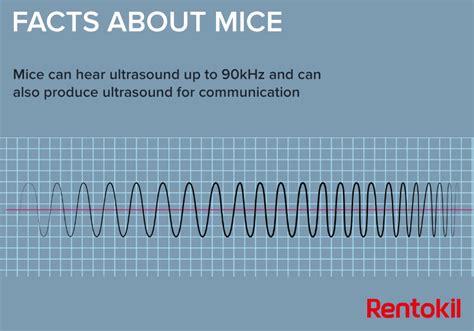 Image result for Mouse Facts