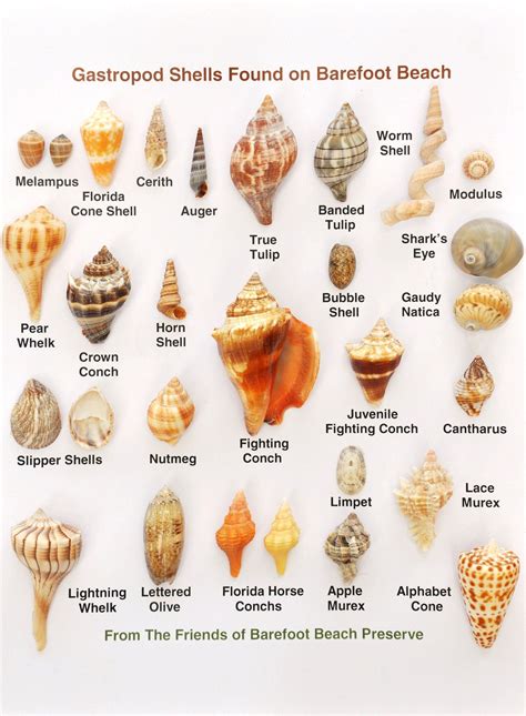 Seashell Types And Names
