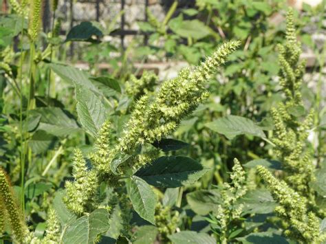 Amaranthus retroflexus L. | Plants of the World Online | Kew Science